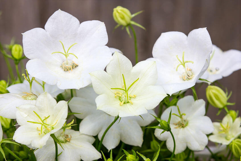 Campanula carpatica 'White Clips' (Carpathian Bellflower)